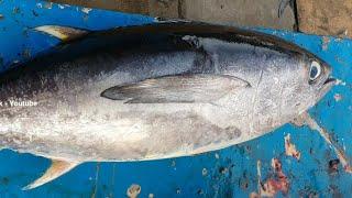 Cutting Fresh Tuna Fish  Tuna Fish Cutting Skill  Fish Cutting Skill