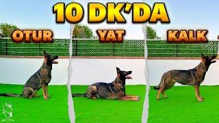 10 DAKİKADA KÖPEĞE OTUR YATKALK EĞİTİMİ 