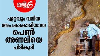ഏറ്റവും വലിയ അപകടകാരിയായ പെൺ അണലിയെ  പിടികൂടി  Vava Suresh  Snakemaster EP 966