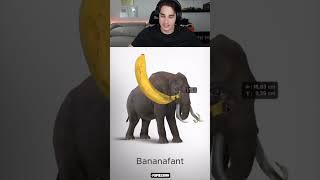 Elephant Banana