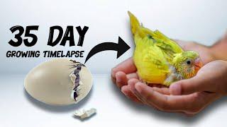 Budgie Growth Stages  First 35 Days of Babies Timelapse