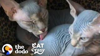 Hairless Cat Brothers Love To Wrestle And Growl At Each Other  The Dodo Cat Crazy