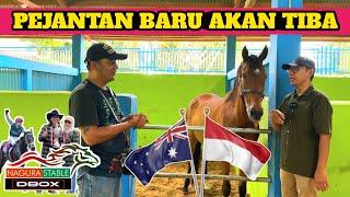 NAGURA STABLE. Menanti X Kuda Pacu Dari AUSTRALIA menuju Sumatera Barat. Persiapan Event Sumbar