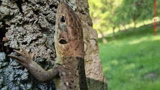 Lizard in nature  Șopârlă in natură #lizard #animals #reptiles