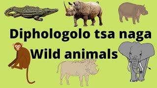 Wild animals in Setswana - Diphologolo tsa naga ka puo ya Setswana