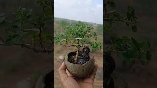 Premna microphylla bonsai ️️#bonsai #premnamicrophylla #premnabonsai  #budha