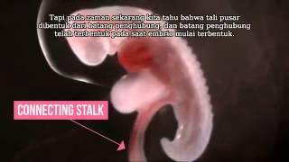 Embrio Proses Penciptaan Manusia Menurut Al-Quran Subtitle Indonesia