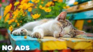 12 Hours Anti Anxiety Music For Cats  Stress Relief Music For Cats  Calming Music For Cats