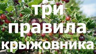 ПОМОГИ КРЫЖОВНИКУ после сбора урожая Простые правила