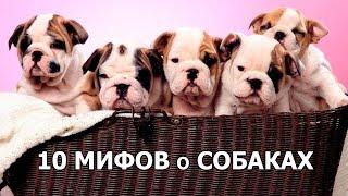 10 МИФОВ о СОБАКАХ