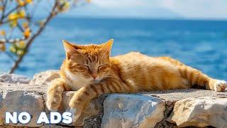 12 Hours Of Music For Cat to Fall Into Deep SleepStress Relief Heal Stress For Cat Soothing Piano