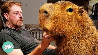 Capybara Wouldn’t Come Inside. Now He Can’t Get Enough Cuddles  Cuddle Buddies