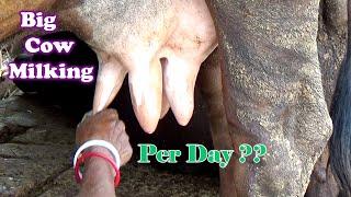 Live Video Dont Miss   A Big Cow Milking  Top Milking Speed By Hand। Channel 96। Episode- 179