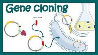 DNA cloning overview  gene cloning  What is the purpose of DNA cloning?  genetic engineering