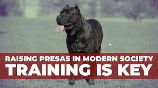 RAISING PRESA CANARIO IN MODERN SOCIETY