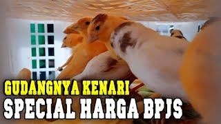 banjir kenari di kios ade bird shop burung mewah harga bpjs