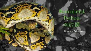 Slow motion Reticulated Python 网纹蟒 網紋蟒 Malayopython reticulatus .. watch till end