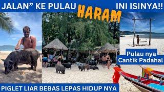 Liat Isi Pulau Haram - Piglet Liar Bebas Lepas Hidupnya Disini - Pulau nya Cantik Padahal