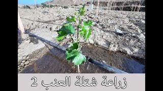 طريقة زراعة شتلة العنب 2  How to plant a grapes tree 2