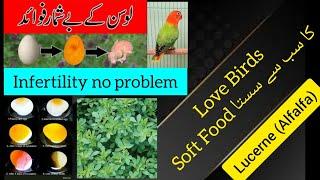 Loosan پرندوں کے لیے لوسن کے بے شمار فوائد urduhindi l Benefits of Lucerne AlfalfalWelcome Aviary