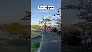 Salah satu yang ditunggu tunggu saat musim semi di Jepang yaitu melihat bunga sakura 