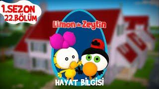 Limon ile Zeytin 1.Sezon 22.Bölüm - Hayat Bilgisi  TRT Çocuk-Disney Channel4K UltraHD