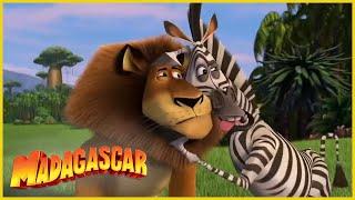 DreamWorks Madagascar en Español Latino  Volverse loco  Dibujos animados para niños