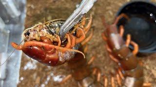 the centipede is still fierce and the appetite of other ferocious pets is greatly reduced