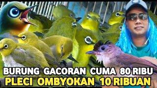 GACOR JINAK TOTAL 80 RIBU PLECI OMBYOKAN 10 RIBUAN JUALAN APA SEDEKAH..