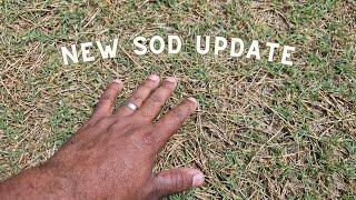 State of the ugly lawn  New sod update