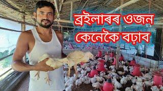 ব্ৰইলাৰৰ ওজন কেনেকৈ বঢ়াব  broiler farm in assam