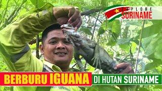 EXPLORE SURINAME 3 BERBURU IGUANA DI HUTAN SURINAME