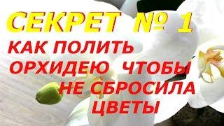 КАК ПОЛИТЬ ЦВЕТУЩУЮ ОРХИДЕЮ ЧТОБЫ ОНА НЕ СБРОСИЛА ЦВЕТЫ   ПОЛИВ ОРХИДЕИ ФАЛЕНОПСИС