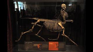 Greece The Astonishing Discovery of A Half-Human Half-Horse Skeleton In 1876