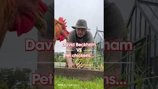 David Beckham under attack by chickens in his garden