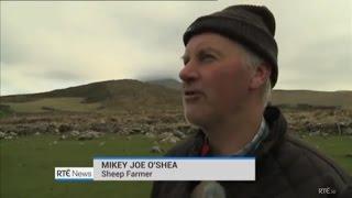 IRISH FARMERS STRONG ACCENT IN COUNTY KERRY IRELAND - MISSING SHEEP