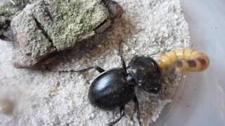 Warrior Beetle  Pasimachus sp  Eating a superworm
