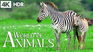 Животные мира 4K - Замечательный фильм о дикой природе под расслабляющую фортепианную музыку