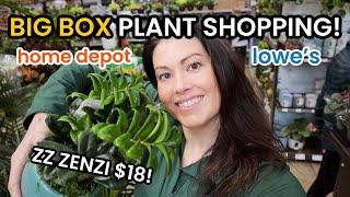 UNCOMMON ZZ ZENZI AT LOWES Big Box Plant Shopping Lowes & Home Depot -Indoor Plants & Houseplants