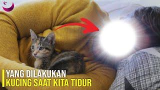 MITOS ATAU FAKTA   INI YANG DILAKUKAN KUCING SAAT KITA TIDUR