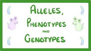 GCSE Biology - DNA Part 2 - Alleles  Dominant  Heterozygous  Phenotypes and more  #64