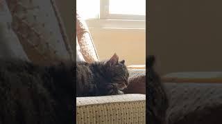 Cat tries to fall asleep  #cat #kitty #cute #cutecat