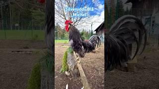  Silverudds Blå rooster „Michel“ crowing #rooster #chickens #silveruddsblå #farming #farmanimals