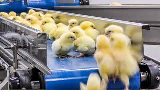 Modern automatic chick hatchery technology. Amazing chicken eggs harvest & meat cutting machines