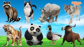 Listen to the sounds of animals Raccoon Cat Rhinoceros Wolf Tiger Panda Duck Buffalo