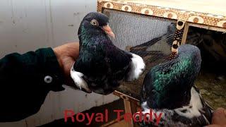 The World Famous Pigeons Royal Teddy Thank You So Much Imran Bhai... Urdu \ Hindi  Shahid Rajput