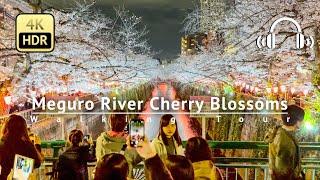 Tokyo Meguro River Cherry Blossoms Walking Tour - Tokyo Japan 4KHDRBinaural