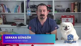 Köpeklerde Kulak Hastalıkları