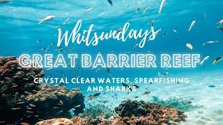 SPEARFISHING GREAT BARRIER REEF WHITSUNDAYS SHARKS