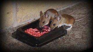 Watch Rodents eating poison - How to get rid of mice and rats in the home